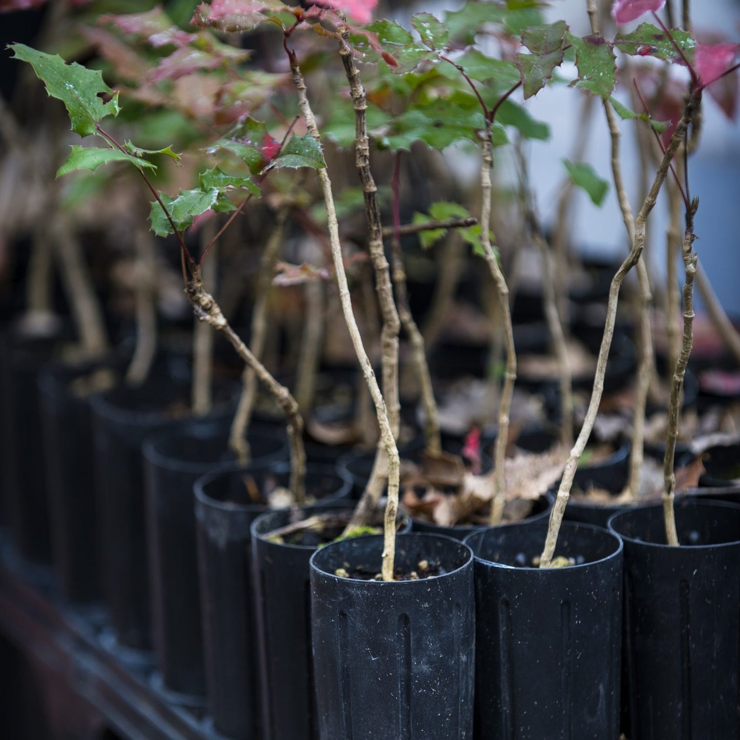 deepot™ forestry, nursery stater plants plug pots and trays.