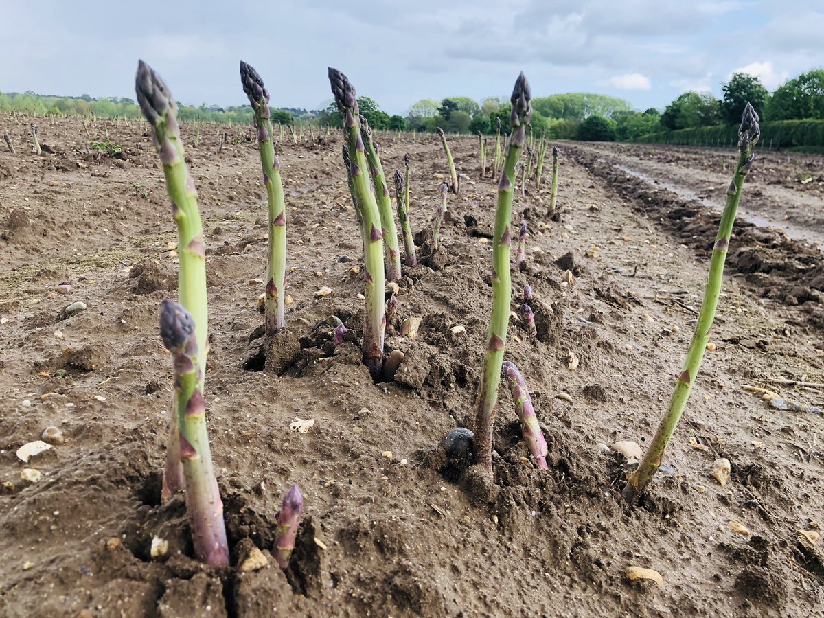 Equinox Asparagus Plants