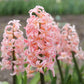 Gipsy Queen Hyacinth Bulbs