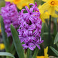 Purple Sensation Hyacinth Bulbs