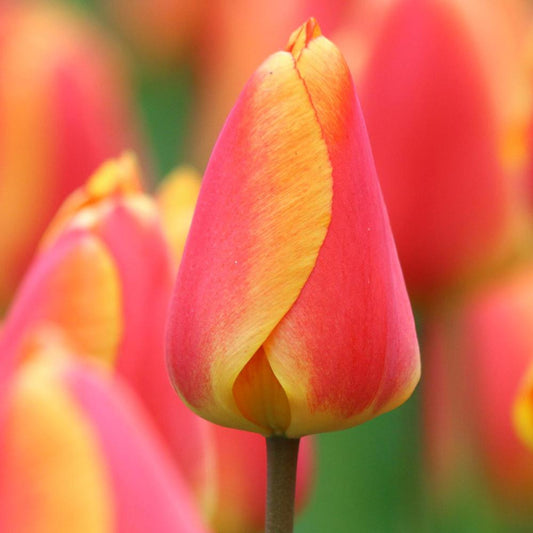 Oxford Elite Tulip Bulbs