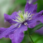 Rhapsody Clematis Vine