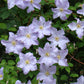 Viticella Blue Angel Clematis Vine