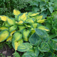 Orange Marmalade Hosta Plant