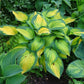 Orange Marmalade Hosta Plant