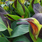 Cleopatra Variegated Leaf Canna