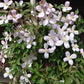 Montana Rubens Clematis Vine