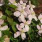 Montana Rubens Clematis Vine