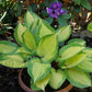 Island Breeze Hosta Plant
