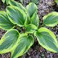 Montana Aureomarginata Hosta Plant