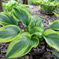 Montana Aureomarginata Hosta Plant