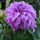 Vassio Meggos Dahlia