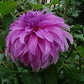 Vassio Meggos Dahlia