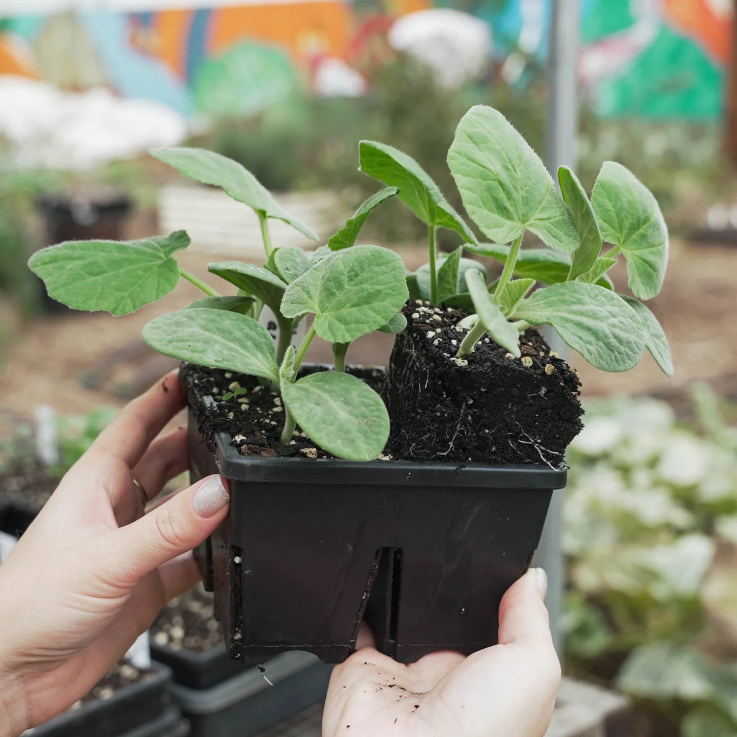 Epic Gardening Reusable Seed Trays