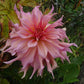 Penhill Watermelon Dahlia