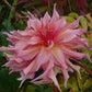 Penhill Watermelon Dahlia