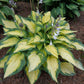 Orange Marmalade Hosta Plant