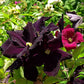 Romantica Clematis Vine