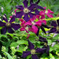 Romantica Clematis Vine