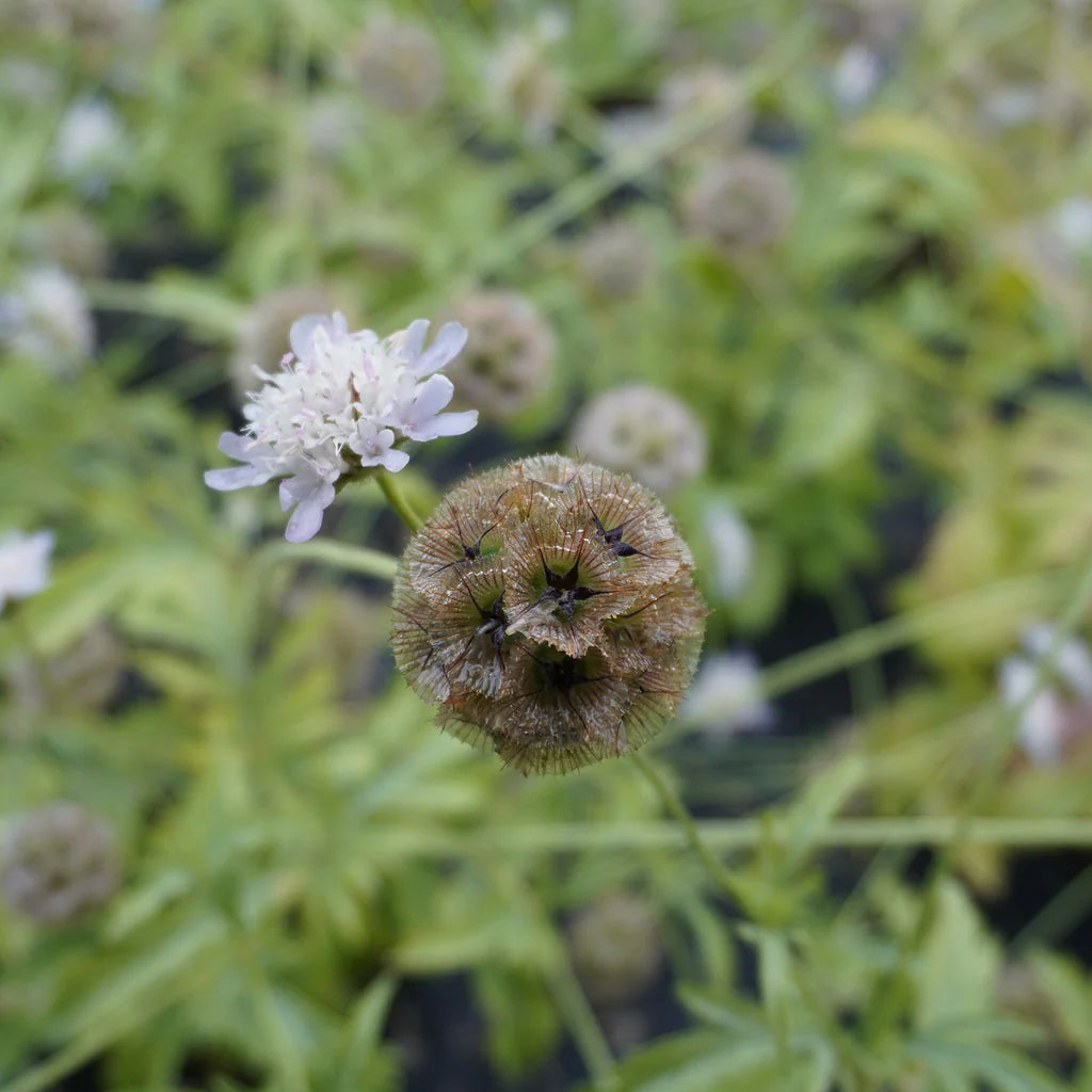 Paper Moon Scabiosa Seeds online shopping