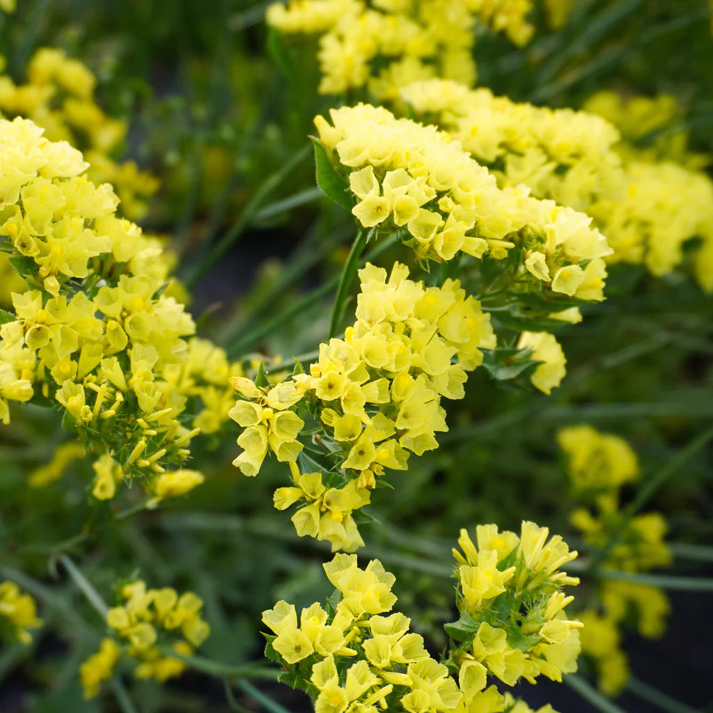 Lemon Yellow Bonduelli Statice Seeds online shopping