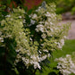 Hydrangea paniculata ILVOBO Bobo