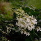 Hydrangea paniculata ILVOBO Bobo