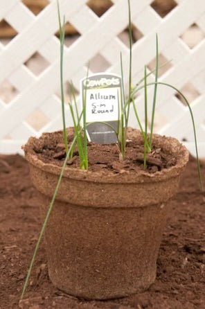 CowPot #5 Round Plantable Pot