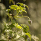 Macropetala Jan Lindmark Clematis Vine