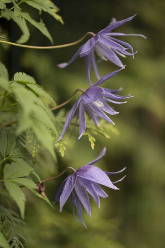 Macropetala Jan Lindmark Clematis Vine