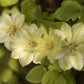Guernsey Cream Clematis Vine