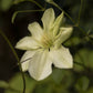 Guernsey Cream Clematis Vine