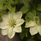 Guernsey Cream Clematis Vine
