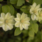 Guernsey Cream Clematis Vine