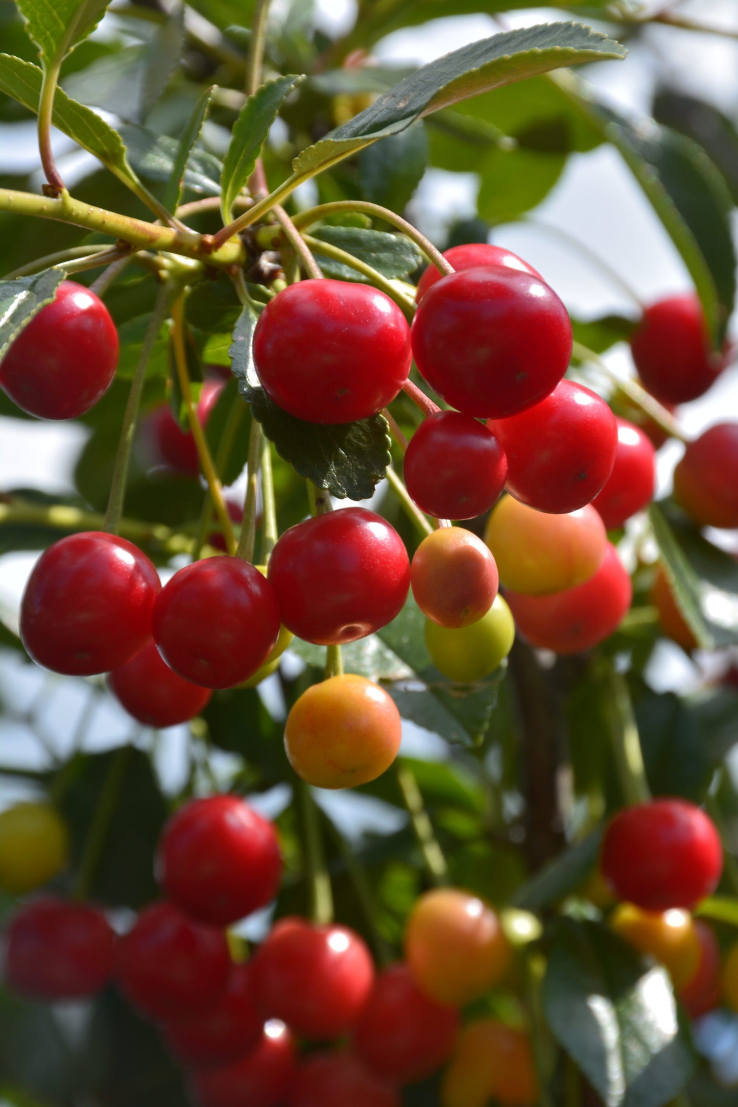 Cherry Tree - Cerisier