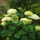 Hydrangea arborescens Abetwo Incrediball