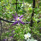 Macropetala Purple Spider Clematis Vine