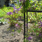 Macropetala Purple Spider Clematis Vine