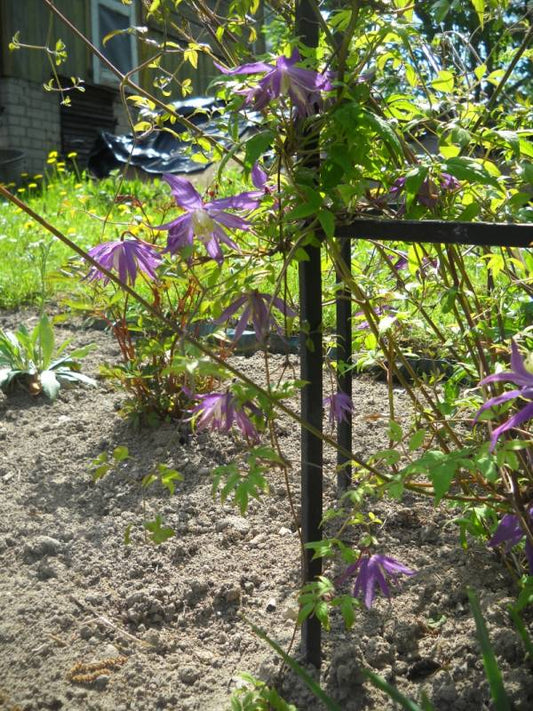 Macropetala Purple Spider Clematis Vine