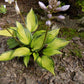 Justine Hosta Plant