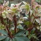 Hellebore Winter Magic™ Candy Love