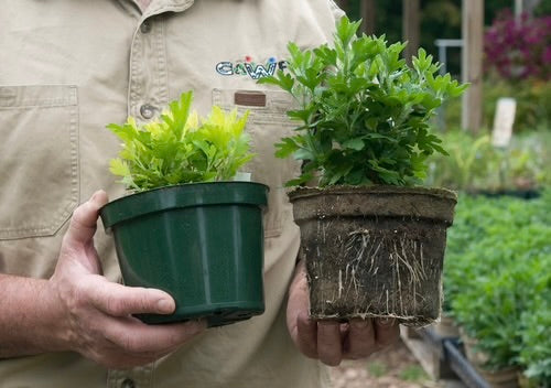 CowPot #6 Round Plantable Pot