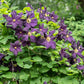 Romantica Clematis Vine