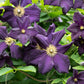 Romantica Clematis Vine