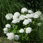 Hydrangea arborescens Abetwo Incrediball
