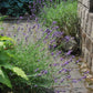 Lavandula angustifolia Munstead