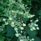 Hydrangea paniculata Wim’s Red Fire And Ice