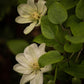 Guernsey Cream Clematis Vine