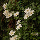 Guernsey Cream Clematis Vine