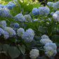 Hydrangea macrophylla Nikko Blue